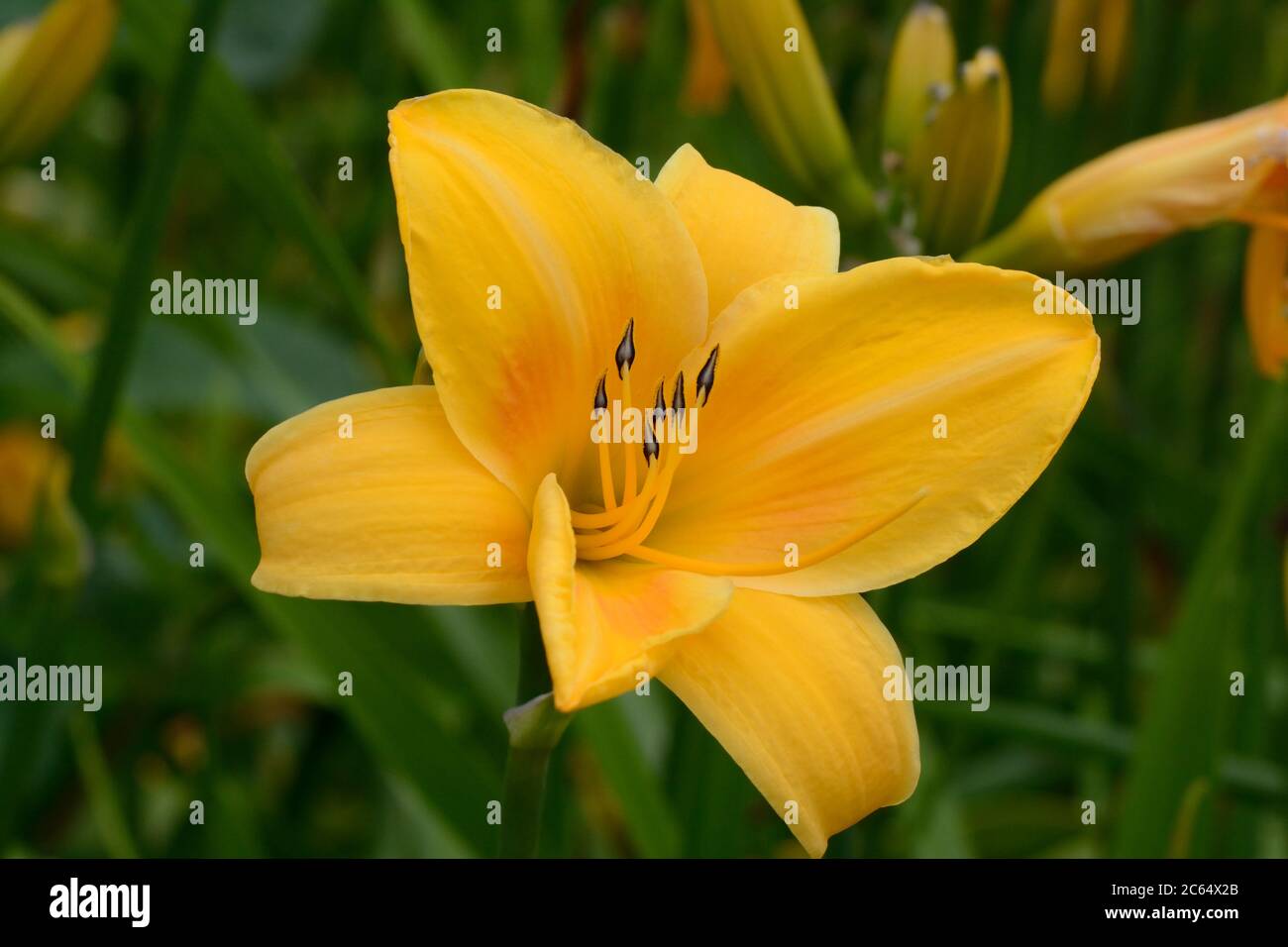 Azucena naranja y amarilla fotografías e imágenes de alta resolución - Alamy