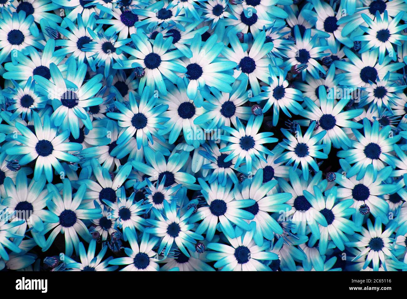 flores azules como fondo natural muy agradable Fotografía de stock - Alamy