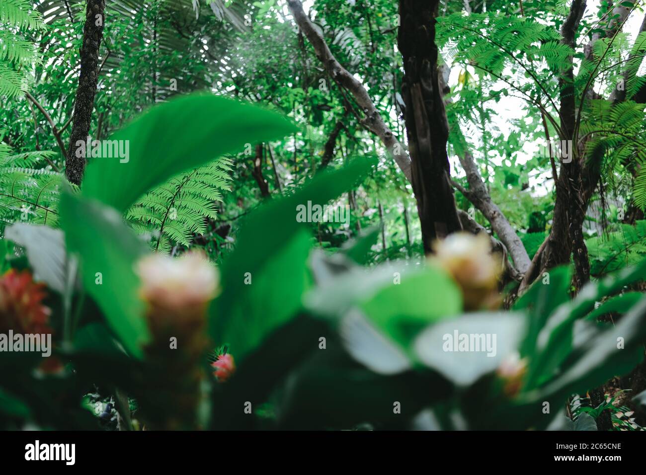 hojas verdes naturales planta árbol naturaleza jardín vista parque Foto de stock