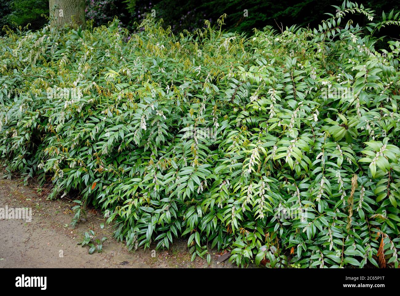 Leucothoe fontanesiana Foto de stock