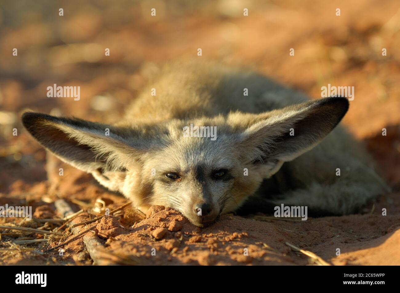Murciélago orejudo fox (Otocyon megalotis) Foto de stock