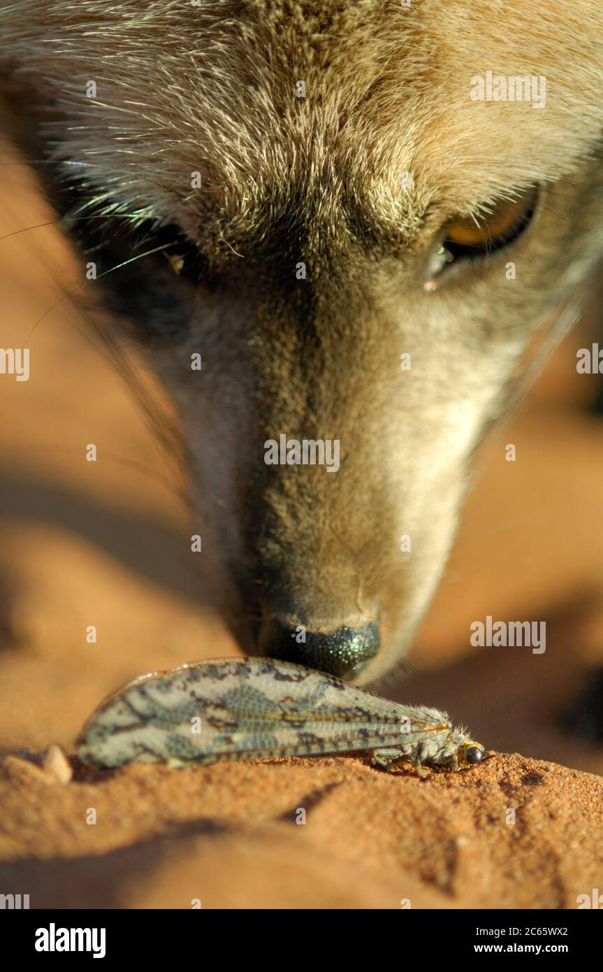 Murciélago orejudo fox (Otocyon megalotis) Foto de stock
