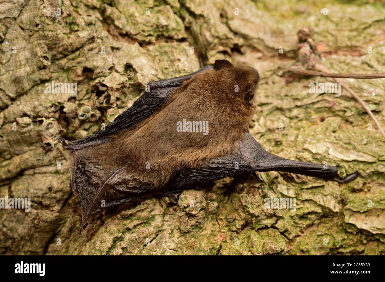 Retrato de cabeza de murciélago de Pipistrellus pipistrellus común, Kiel, Alemania Foto de stock