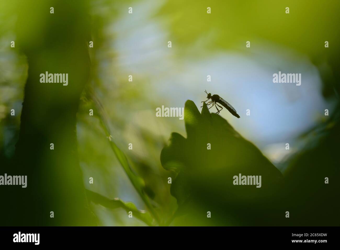 Mosca roberina o llamada asesina moscas (Asilidae) en hoja de roble, Parque Nacional Saxon Suiza (Saechsische Schweiz), Europa, Europa central, Alemania Foto de stock