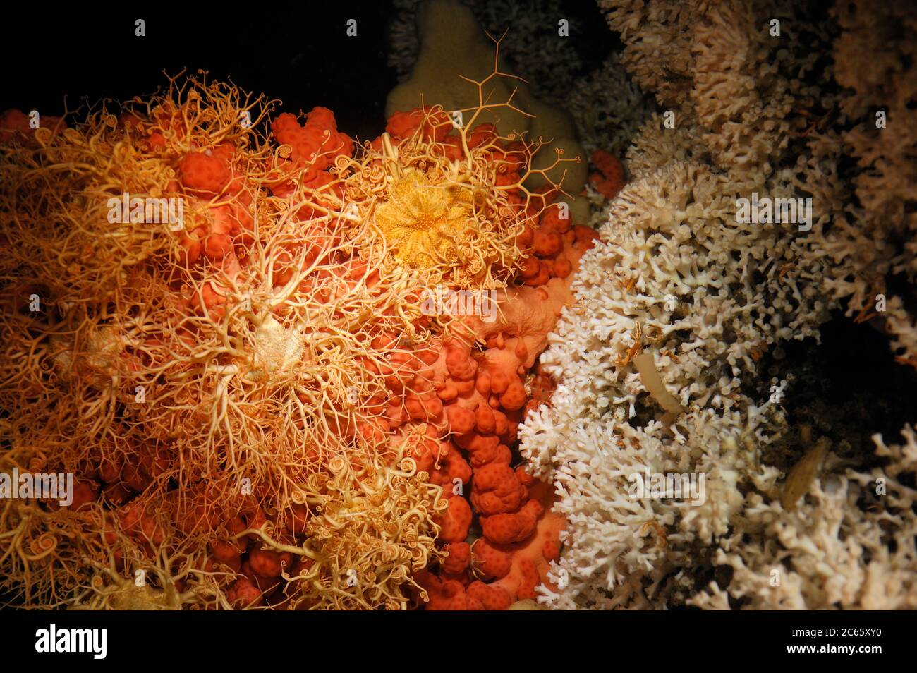 Coral bubblegum (Paragorgia arborea) con estrella de la canasta (Gorgonocephalus caputmedusae) con en el arrecife vivo de Lophelia pertusa en Trondheimfjord, Océano Atlántico Norte, Noruega Foto de stock