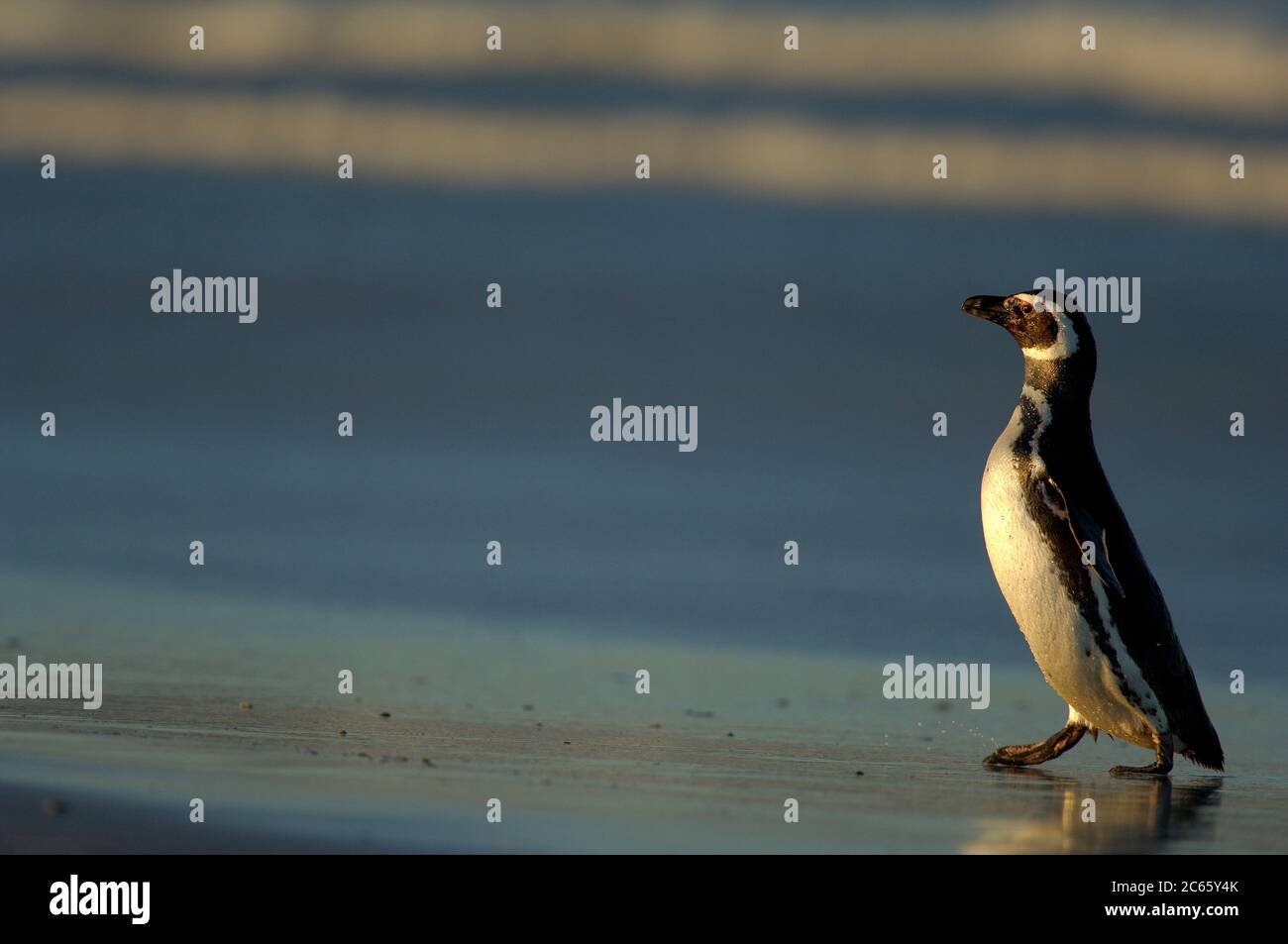 Con un tamaño de cuerpo de aprox. 73 cm el pingüino magallánico (Spheniscus magellanicus) pertenece a la especie de pingüino de tamaño medio. Las dos bandas pectorales negras son características y ayudan a distinguirla del pingüino Humboldt muy similar, que tiene una sola banda. Foto de stock