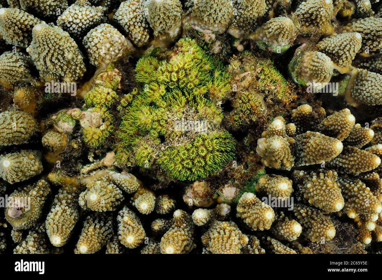 Coral de piedra de la orilla (Acropora sp.) Raja Ampat, Papúa Occidental, Indonesia, Océano Pacífico Foto de stock