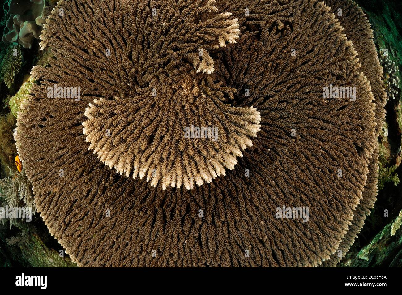 (Acropora sp.) Groth forma mesas y placas. Raja Ampat, Papúa Occidental, Indonesia, Océano Pacífico Foto de stock