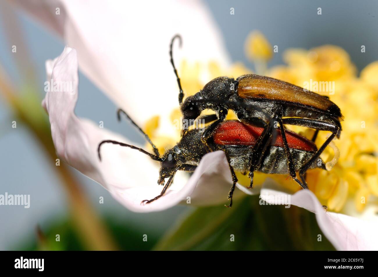 Dos escarabajos Longhorn (Strangalis melanura) apareamiento Foto de stock