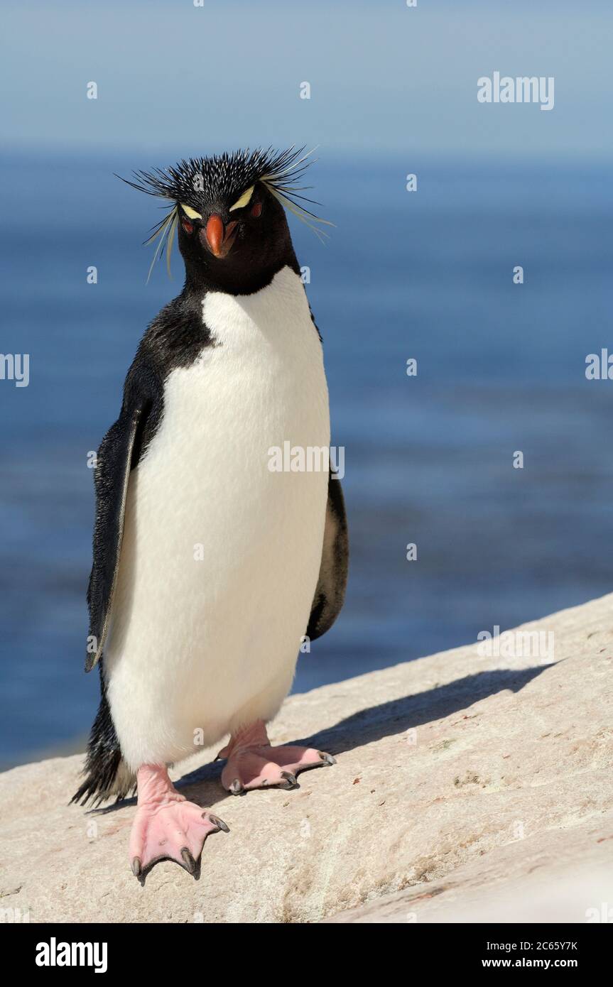 El pingüino de la tolva de roca (Eudyptes chrysocome) puede - a primera vista - ser confundido con las otras especies de pingüinos crocados, pero el único supercilium delgado, amarillo claro (ceja) que no se funde en la frente, y los ojos rojos brillantes son distintivos. Además, con un tamaño de solo 60 cm es bastante pequeño. Foto de stock