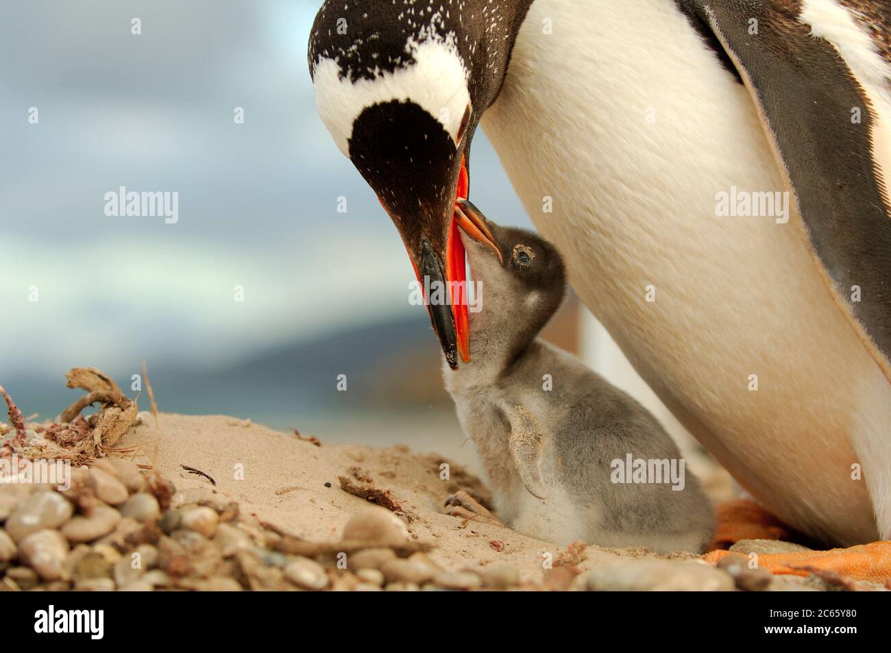 Este polluelo de pingüino de Gentoo (pygoscelis papua) tiene solo unos días de antigüedad y el diente de huevo en la punta del pico sigue presente. Foto de stock