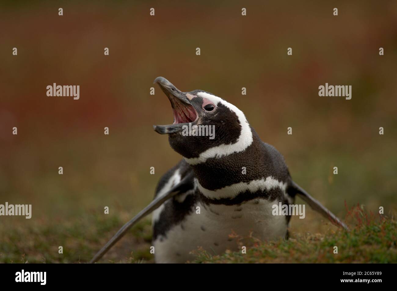 El pingüino magallánico (Spheniscus magellanicus) es muy vocal en la colonia de cría y la serie de llamadas se puede escuchar desde lejos. Foto de stock