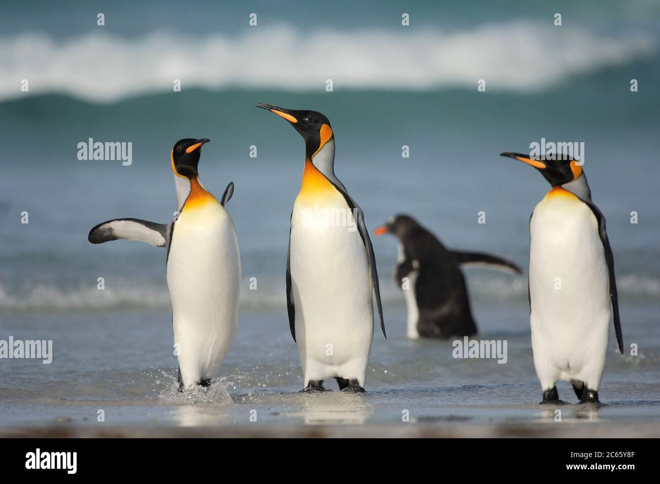 Comenzando y regresando de sus viajes forrajeos los pingüinos rey (Aptenodytes patagonicus) a menudo se reúnen en grupos. Este hábito potencialmente reduce el riesgo de ser capturado por sus depredadores acuáticos, por ejemplo el león marino y la orca. Foto de stock