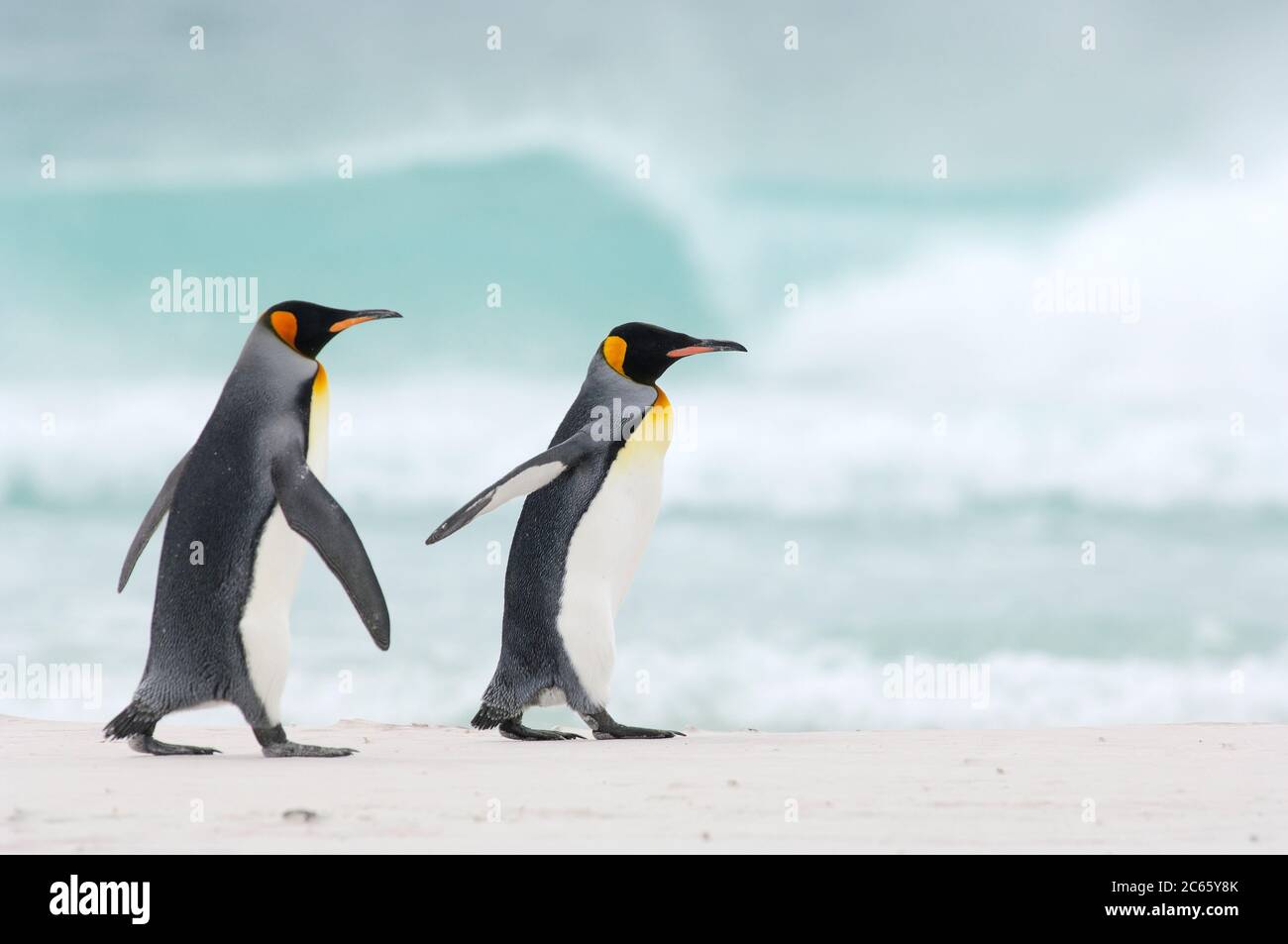 Comenzando y regresando de sus viajes forrajeos los pingüinos rey (Aptenodytes patagonicus) a menudo se reúnen en grupos. Este hábito potencialmente reduce el riesgo de ser capturado por sus depredadores acuáticos, por ejemplo el león marino y la orca. Foto de stock