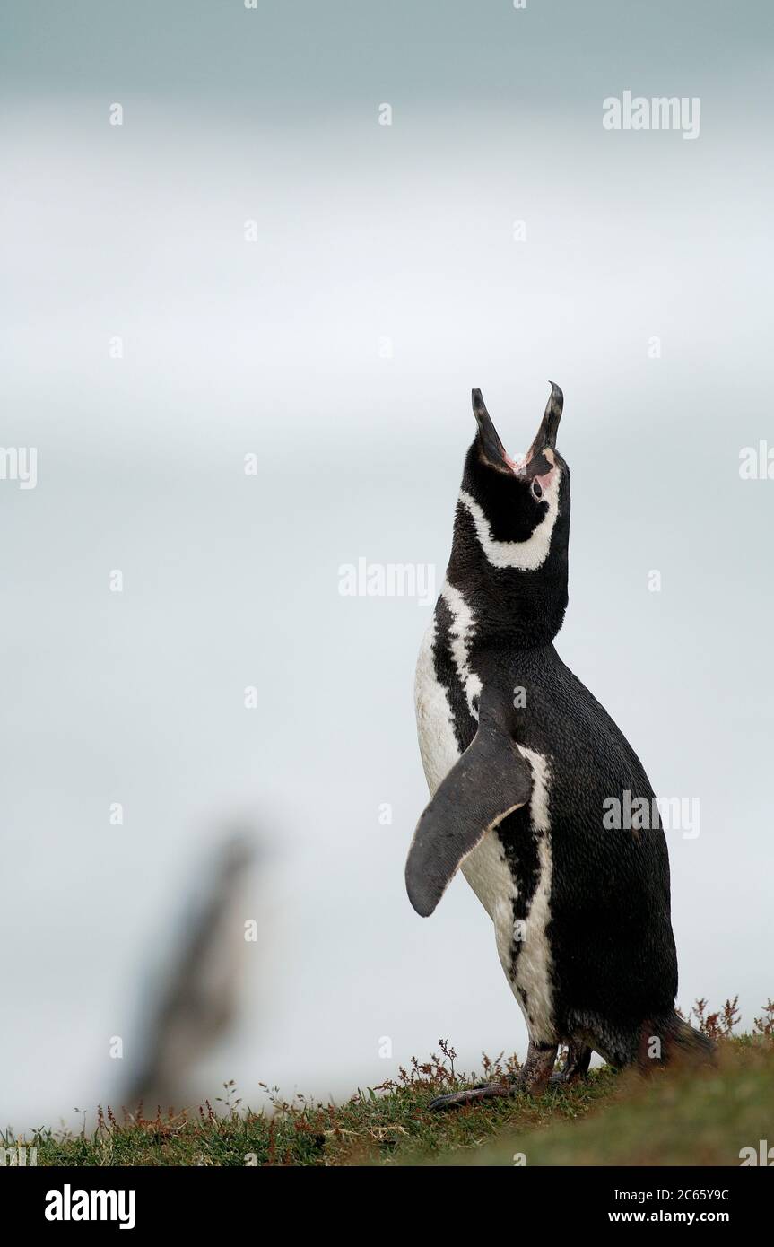 El pingüino magallánico (Spheniscus magellanicus) es muy vocal en la colonia de cría y la serie de llamadas se puede escuchar desde lejos. Foto de stock