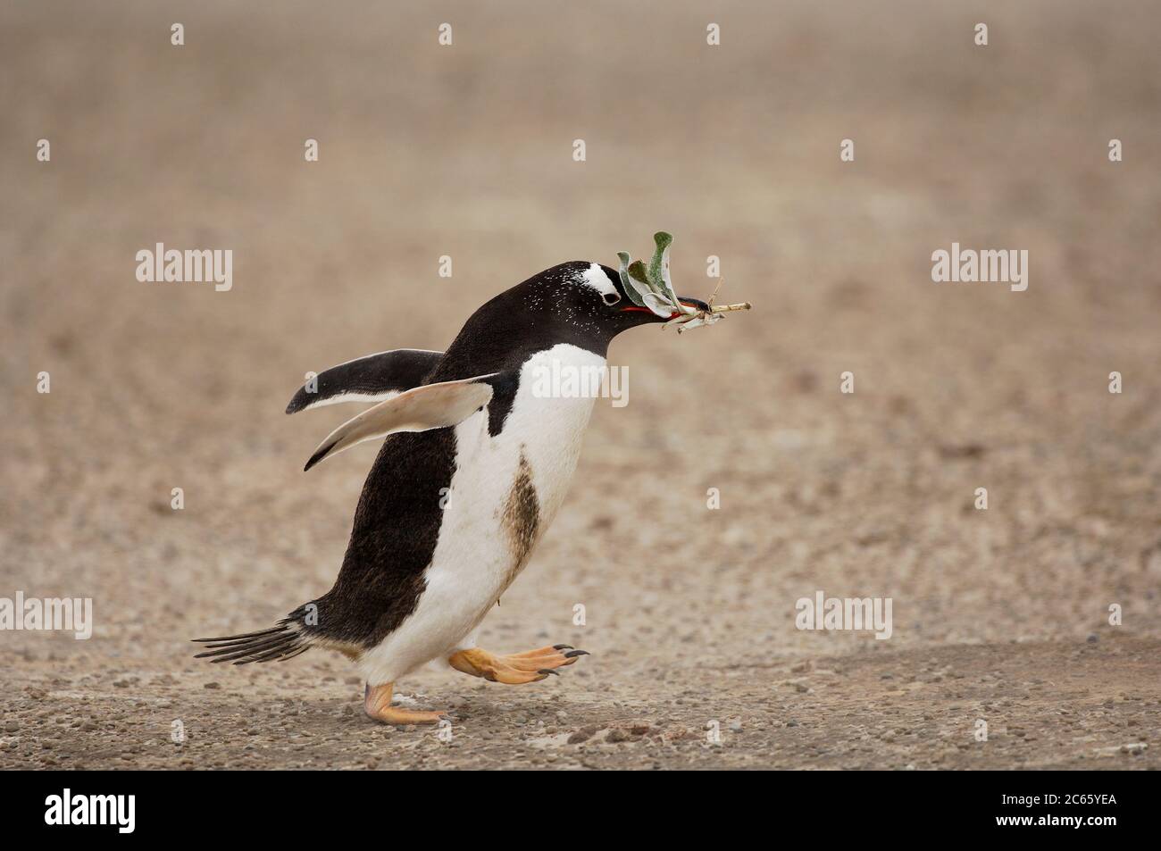 Las hojas son recolectadas por los pingüinos Gentoo (pygoscelis papua) y sirven como material para el nido. Foto de stock