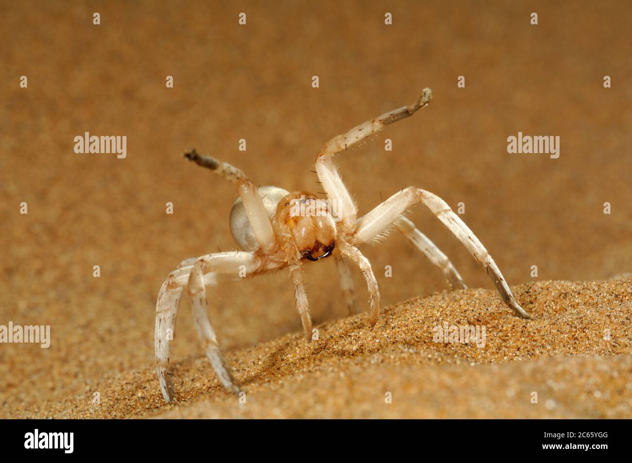Dancing White Lady Spider (Leucorquestis arenicola) en la pantalla de amenazas defensivas Namib Dunes. Namib Duna de arena del desierto Foto de stock