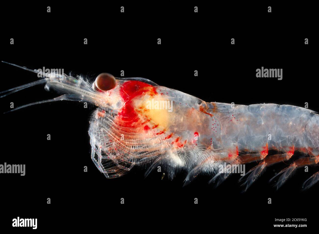 Euphausiid krill (Euphausia gibboides): [tamaño del único organismo: 2,5 cm] Foto de stock