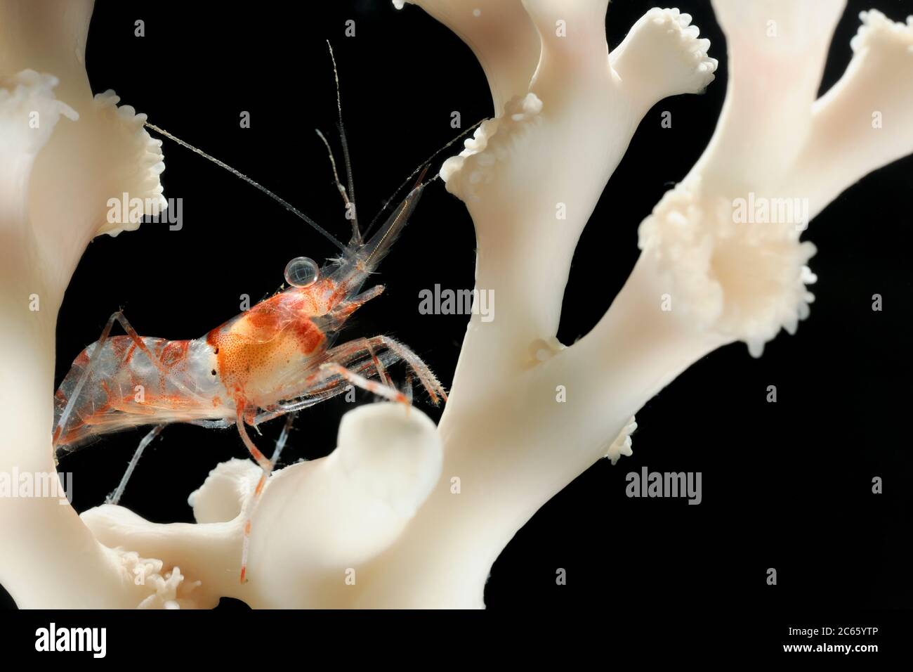 Camarones cautivos (Lebbus polaris) en Lophelia (Lophelia pertusa). Trondheimfjord, Océano Atlántico Norte, Noruega Foto de stock