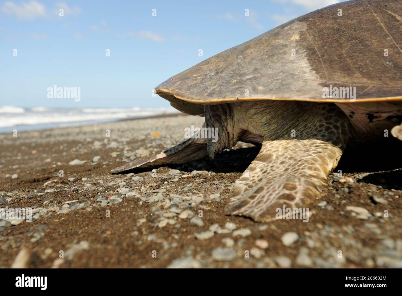 Mirando a una tortuga marina madura como esta ridley de oliva (Lepidochelys olivacea) se puede decir fácilmente el género: Una hembra tiene una cola corta, como se ve aquí, mientras que un macho tiene una cola larga y muscular que sobresale claramente por el borde del caparazón. Foto de stock