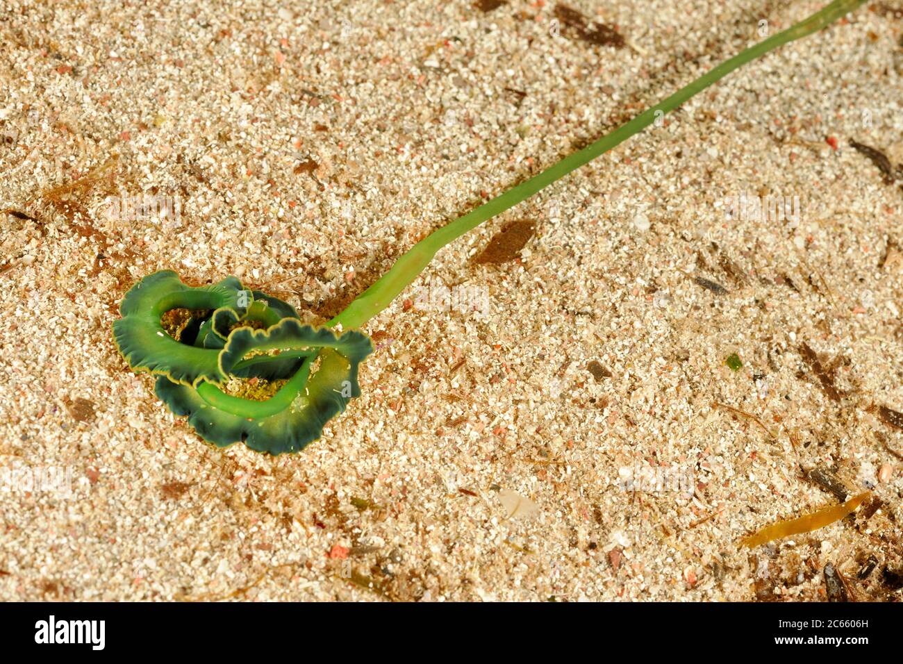 Gusano de la cuchara verde (Bonellia viridis) Foto de stock