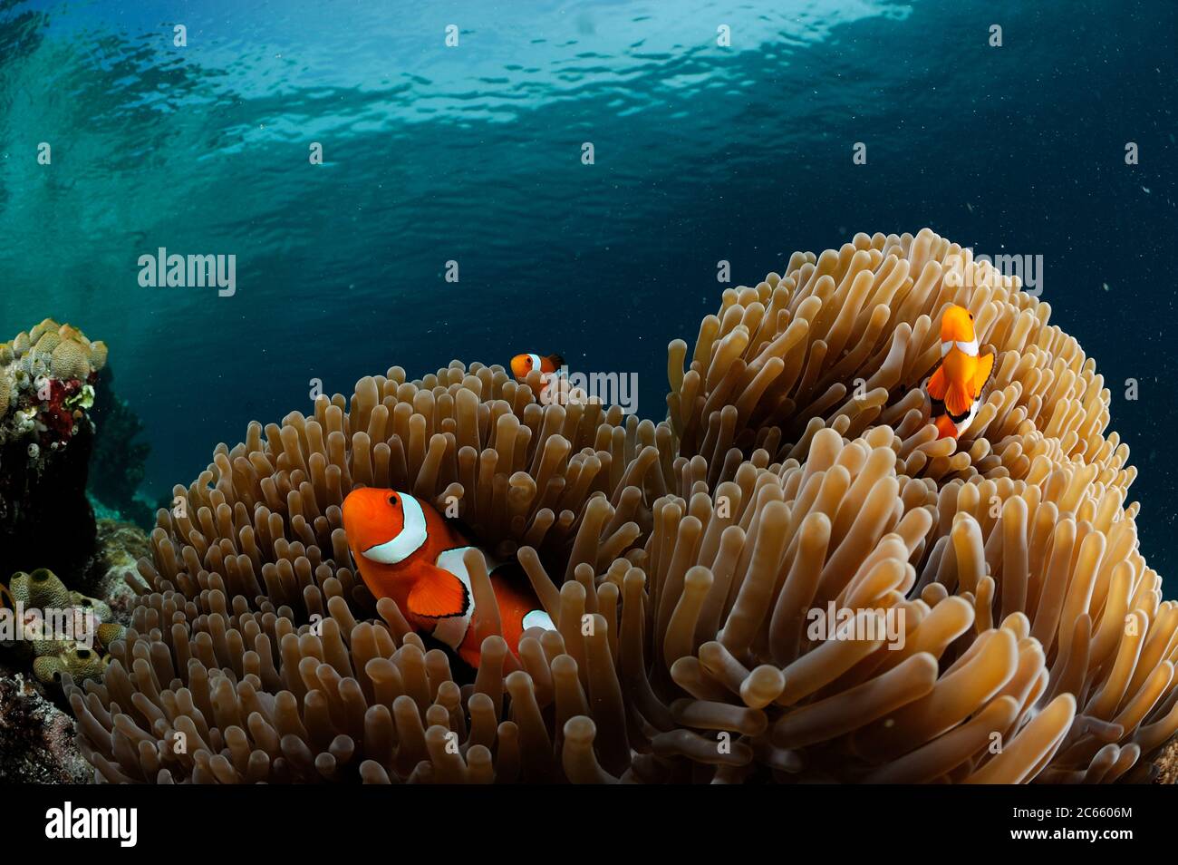 Falso Clown anemonefish (Amphiprion ocellaris). Raja Ampat del Norte, Papúa Occidental, Indonesia, Océano Pacífico Foto de stock