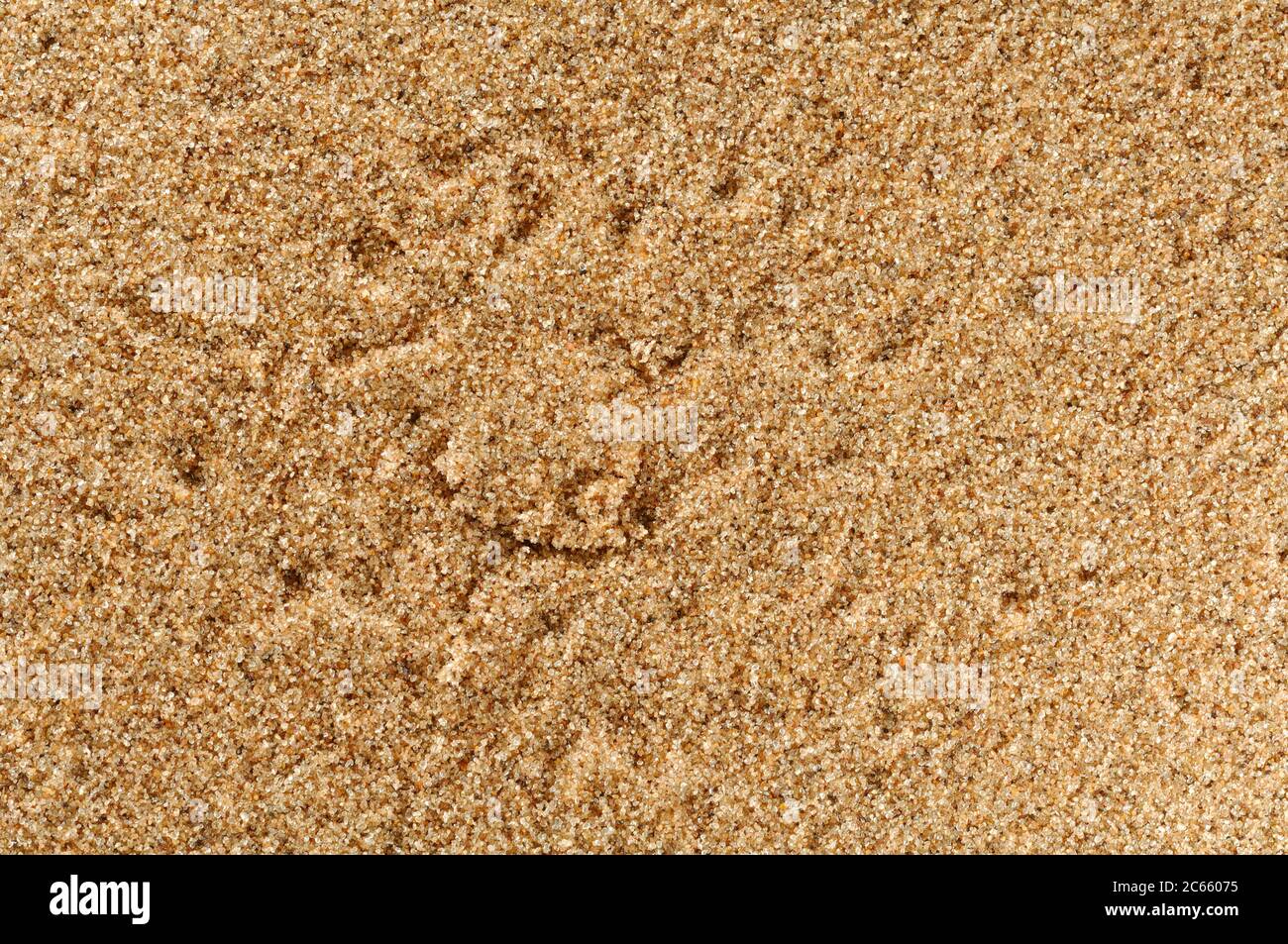 Madriguera de araña duna (Leucorquestis arenicola) en las primeras horas de la mañana, las pistas en la arena cuentan la historia de las actividades nocturnas en el desierto. Foto de stock