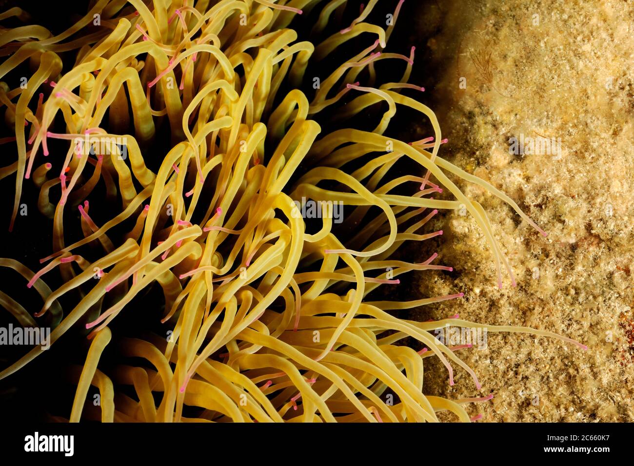 Snakelocks anemone (Anemonia viridis, antes A. sulcata) es una anémona marina que se encuentra en el océano Atlántico oriental desde Gran Bretaña hasta el mar Mediterráneo. Foto de stock