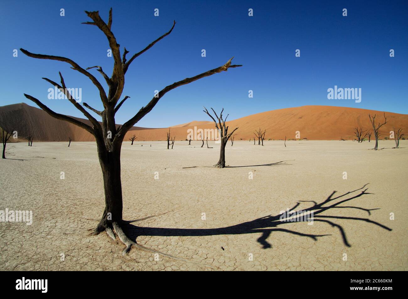 Sesriem Sossusvlei duna de arena con árboles muertos, Deadvlei. Se secó la sal y los tocones de los árboles de 5000 años Foto de stock