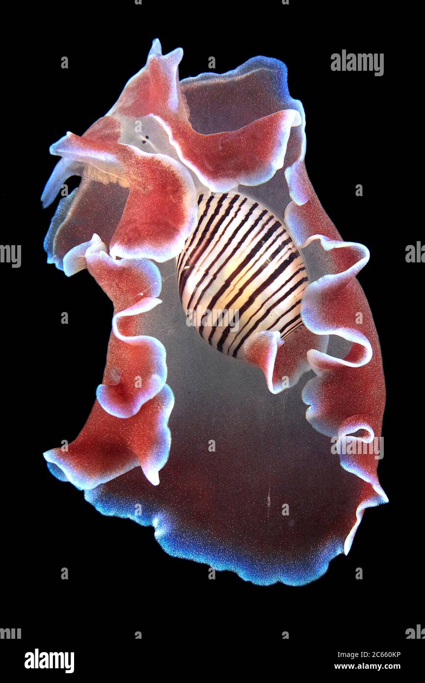 Slug de mar, Hydatina physis, otro slug de mar primitivo, podemos ver en esta especie cómo el cuerpo se está volviendo más prominente que la cáscara. Esto representa una etapa en el proceso por el cual las "uñas" han evolucionado en "slugs". Esta especie tropical común se alimenta de gusanos poliquetos (30 mm). Foto de stock