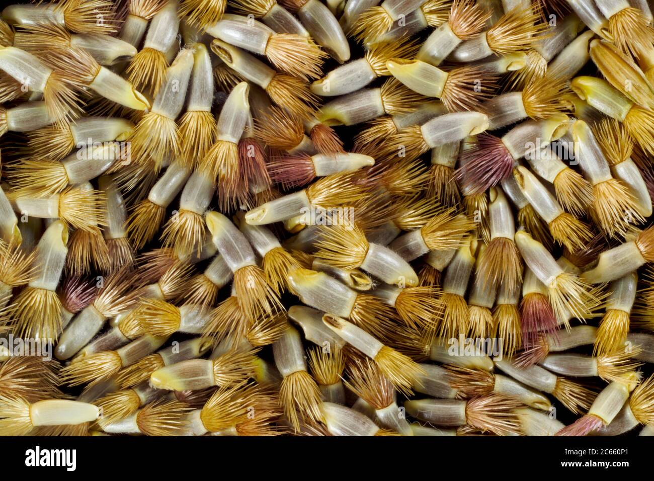 Semilla de flor de maíz, Centaurea cyanus, Foto de stock