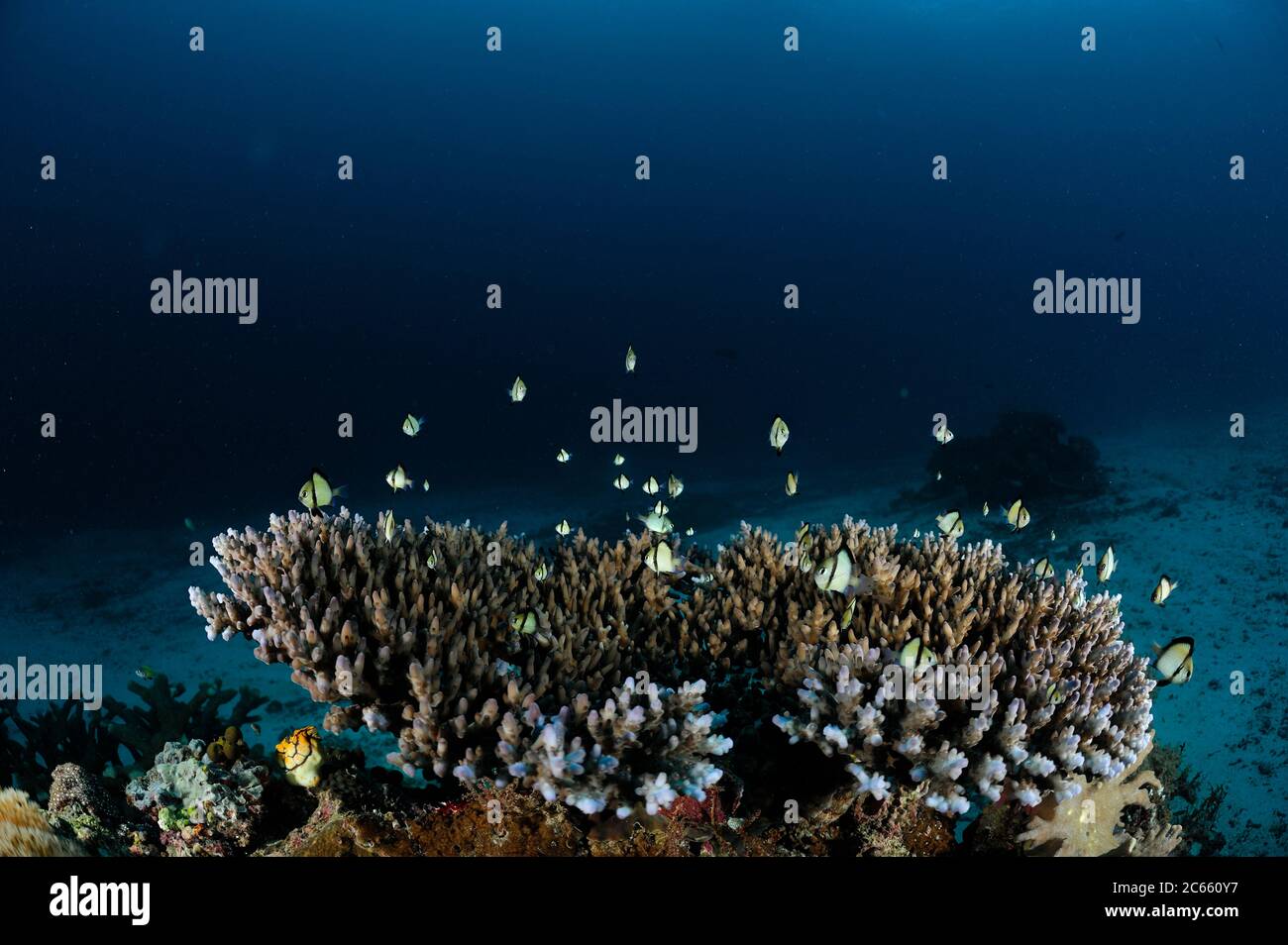 Coral de mesa (Acropora sp.) con dos rayas Dambegoístas (Dascyllus reticulatus) escondidos en ella, Raja Ampat, Papúa Occidental, Indonesia, Océano Pacífico Foto de stock