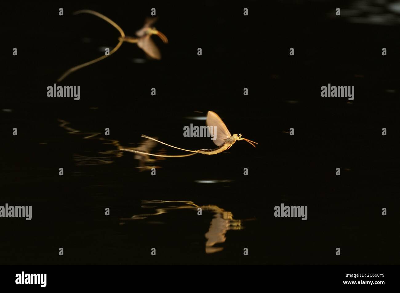 Las primeras mayflies masculinas maduras de cola larga (Palingenia longicauda) están volando sobre el río Tisza en busca de las hembras que están a punto de eclosionar media hora más tarde que los machos. Tisza floreciendo (Tiszavirágzás). Es cuando millones de mayflies de cola larga (Palingenia longicauda) se están levantando en nubes enormes, se reproducen y perecen, todo en solo unas horas. Foto de stock