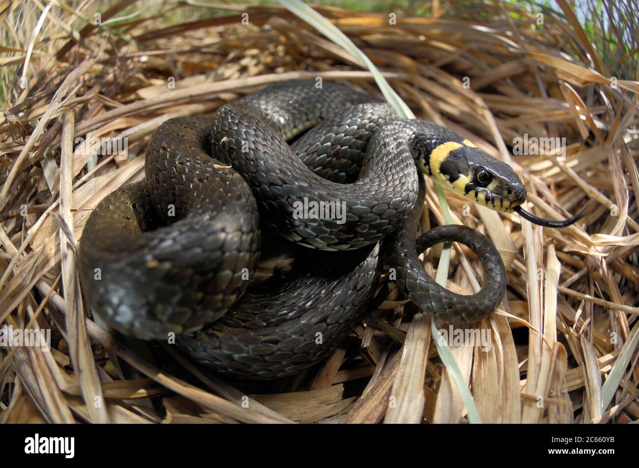La serpiente de hierba, a veces llamada serpiente ringada o serpiente de agua (Natrix natrix) es una serpiente europea no venenosa. Foto de stock
