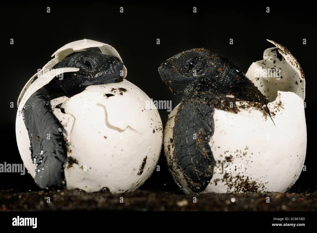 Estos criaderos de una tortuga de mar de la ridley de oliva (Lepidochelys olivacea) deben ser enterrados y protegidos bajo 40 centímetros de arena caliente, pero un perro doméstico los excavó en la playa de Ostional en Costa Rica. Se necesitan casi dos meses para que un huevo de tortuga marina se desarrolle en un pequeño reptil marino perfecto. [tamaño de un solo organismo: 6 cm] Foto de stock