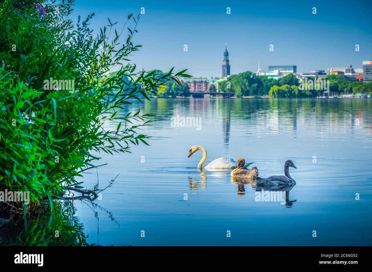 Alemania, Hamburgo, Alster, Lago Alster exterior, cisnes Foto de stock