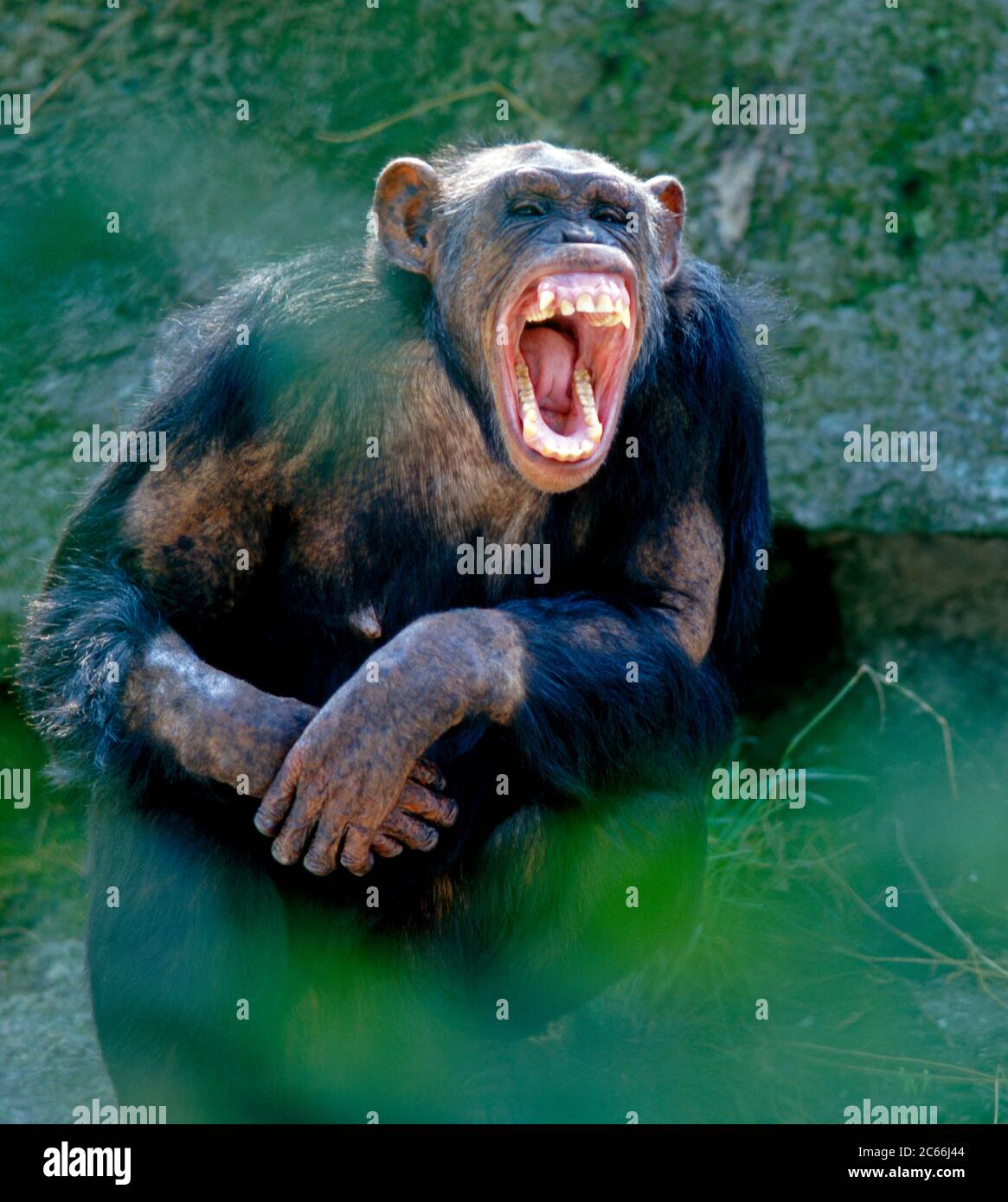 Chimpancé riendo Foto de stock