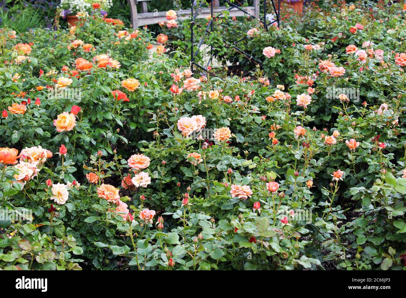 Arbusto de rosas de melocotón Foto de stock