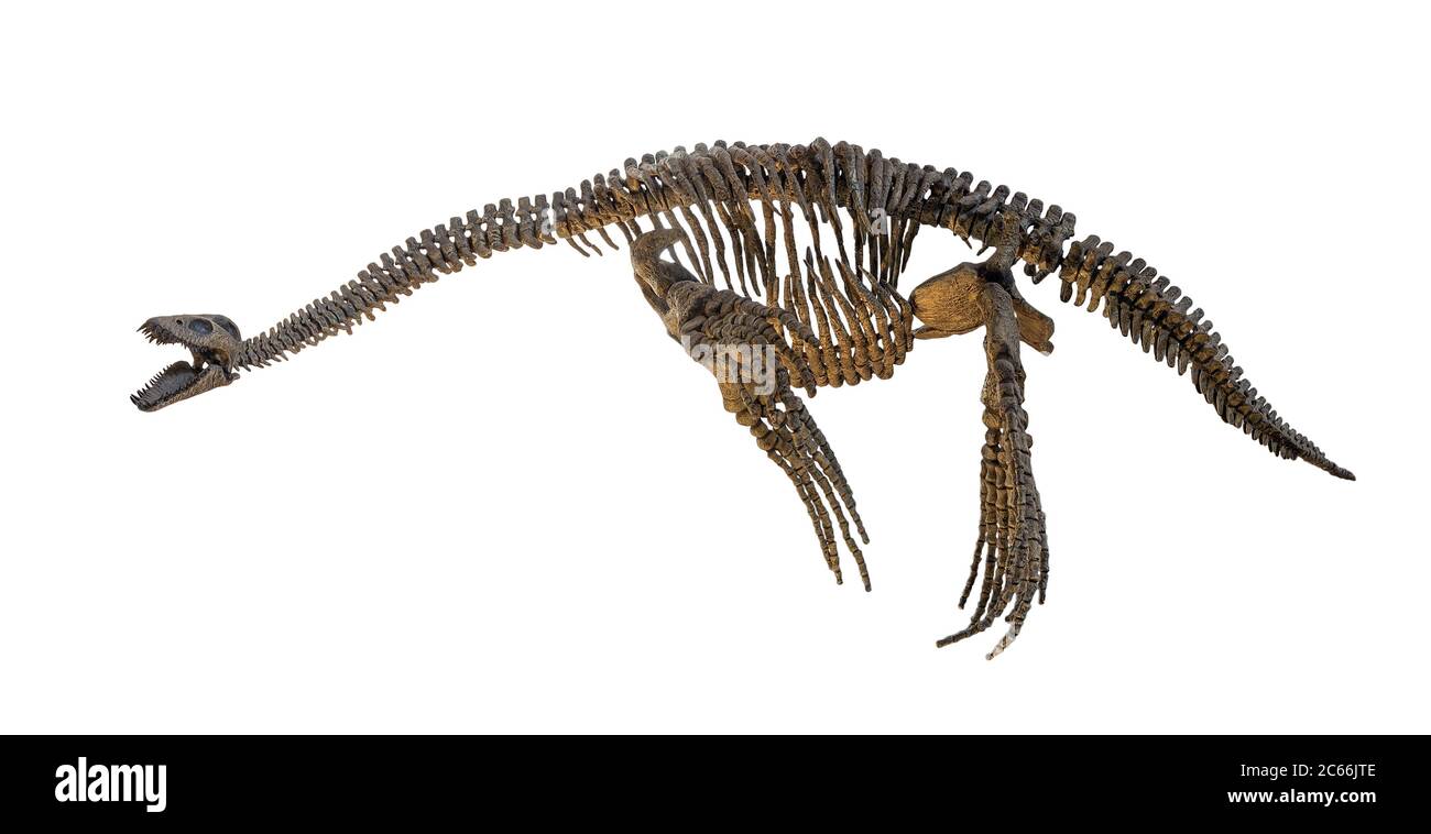 Esqueleto de Plesiosaurus aislado Foto de stock