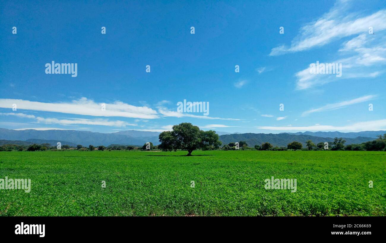 Árbol solitario en un gran prado, en un gran campo en Argentina Foto de stock