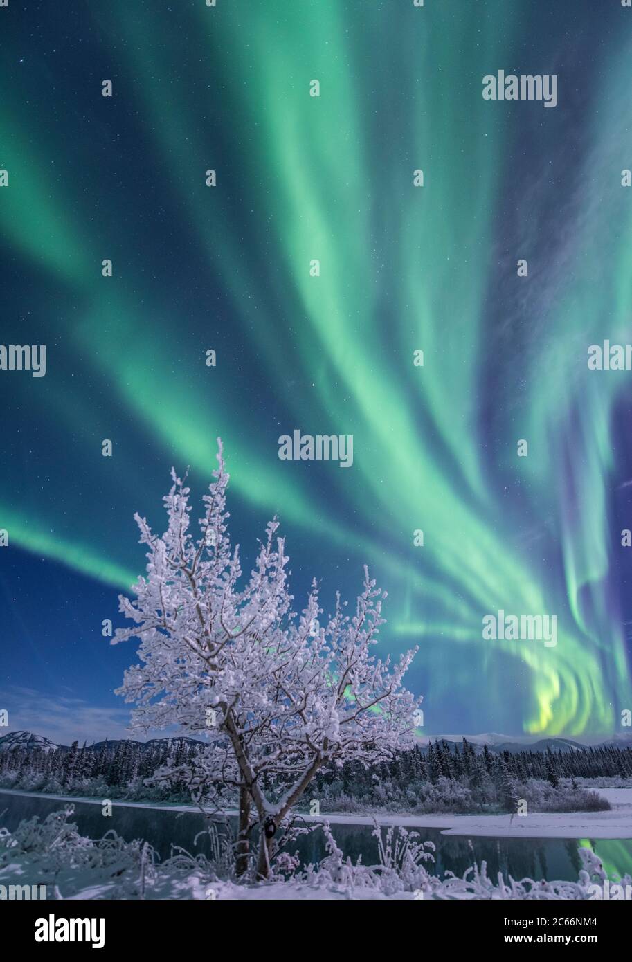Las luces del norte bailan en el cielo, Territorio de Yukon, Canadá Foto de stock