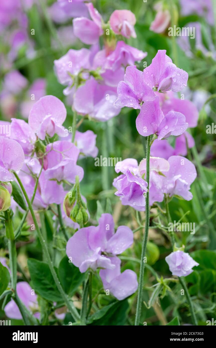 Escalando guisantes de olor 'Royal Lavender'. Lathyrus oloroso 'Lavanda Real' Foto de stock