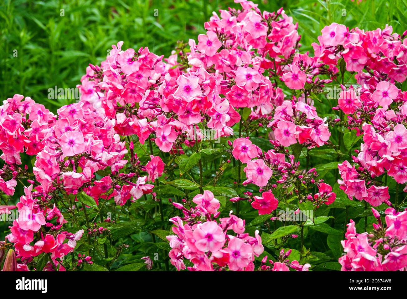 rosa claro rosa oscuro y púrpura Mix ~Jardín Phlox 10 DEL PHLOX paniculata ~ blanco semillas perennes 