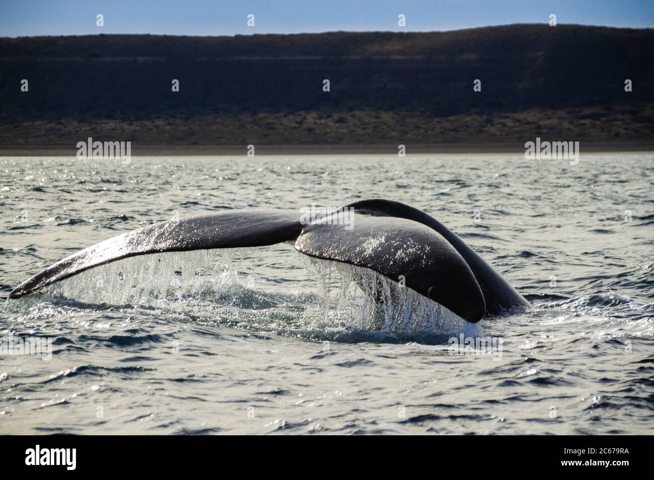 Una cola de ballena derecha del sur en Península Valdés, Océanos Atlántico. Argentina. Foto de stock