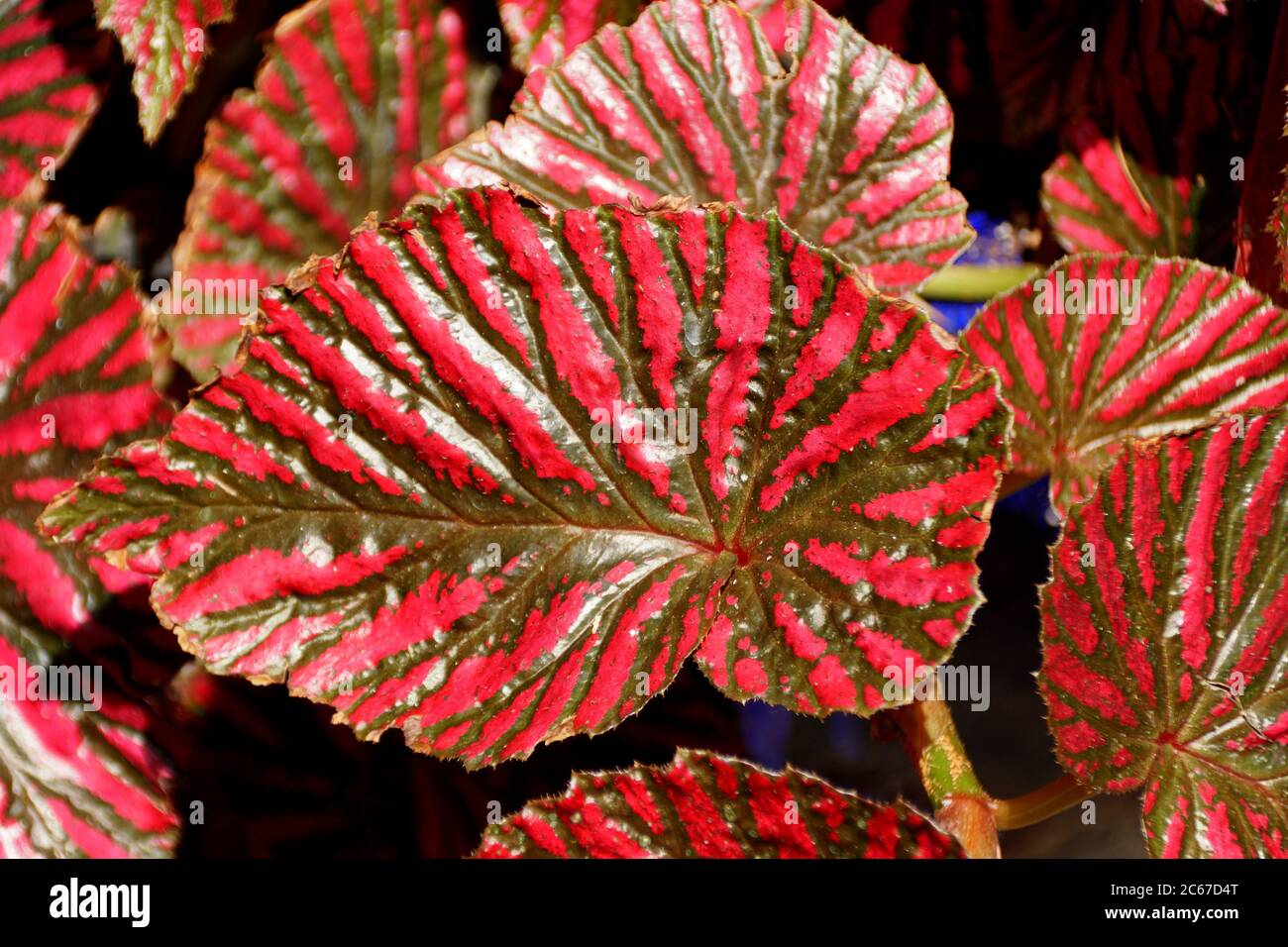 Begonia hojas fotografías e imágenes de alta resolución - Página 8 - Alamy