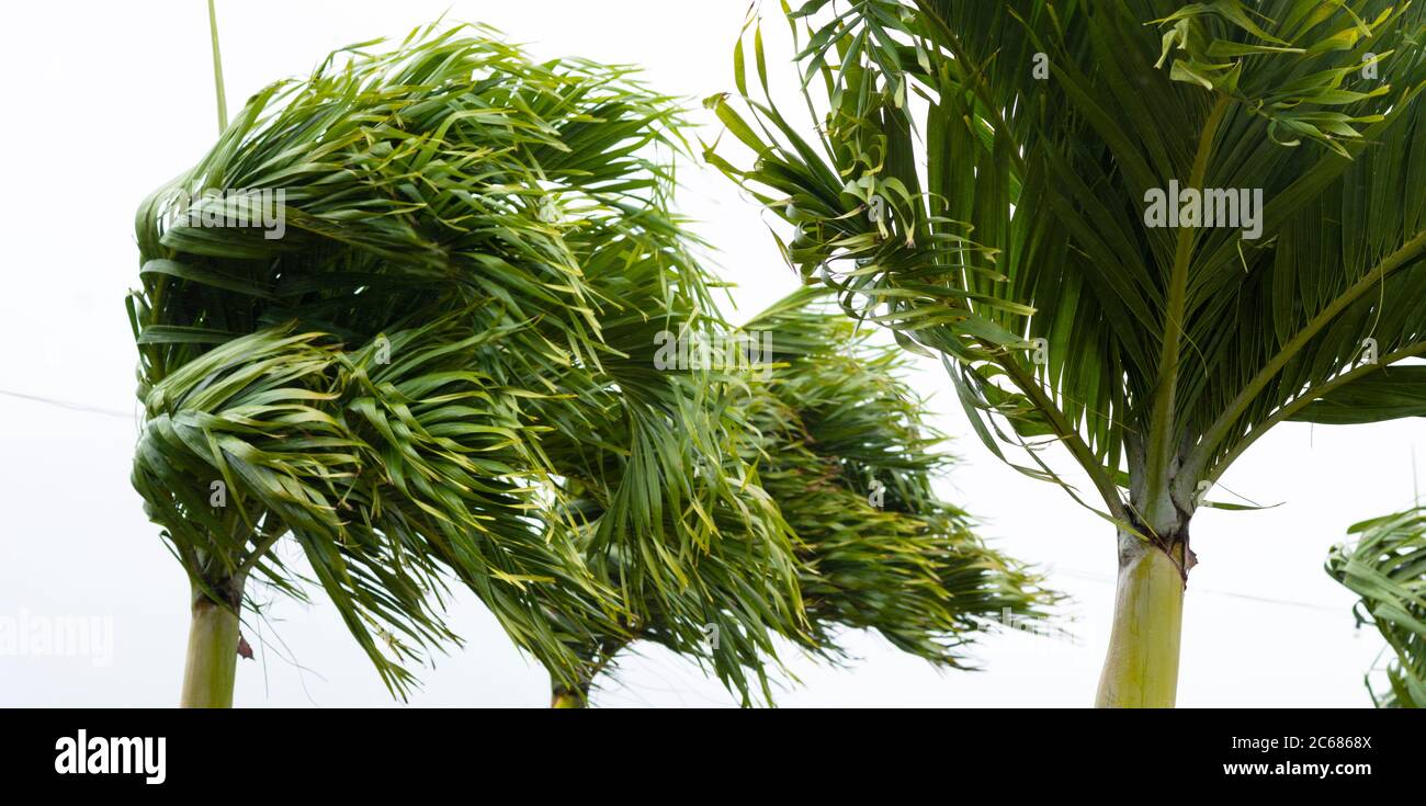 Vista de palmeras en días de viento, Aeropuerto Internacional de Rarotonga, Rarotonga, Islas Cook Foto de stock