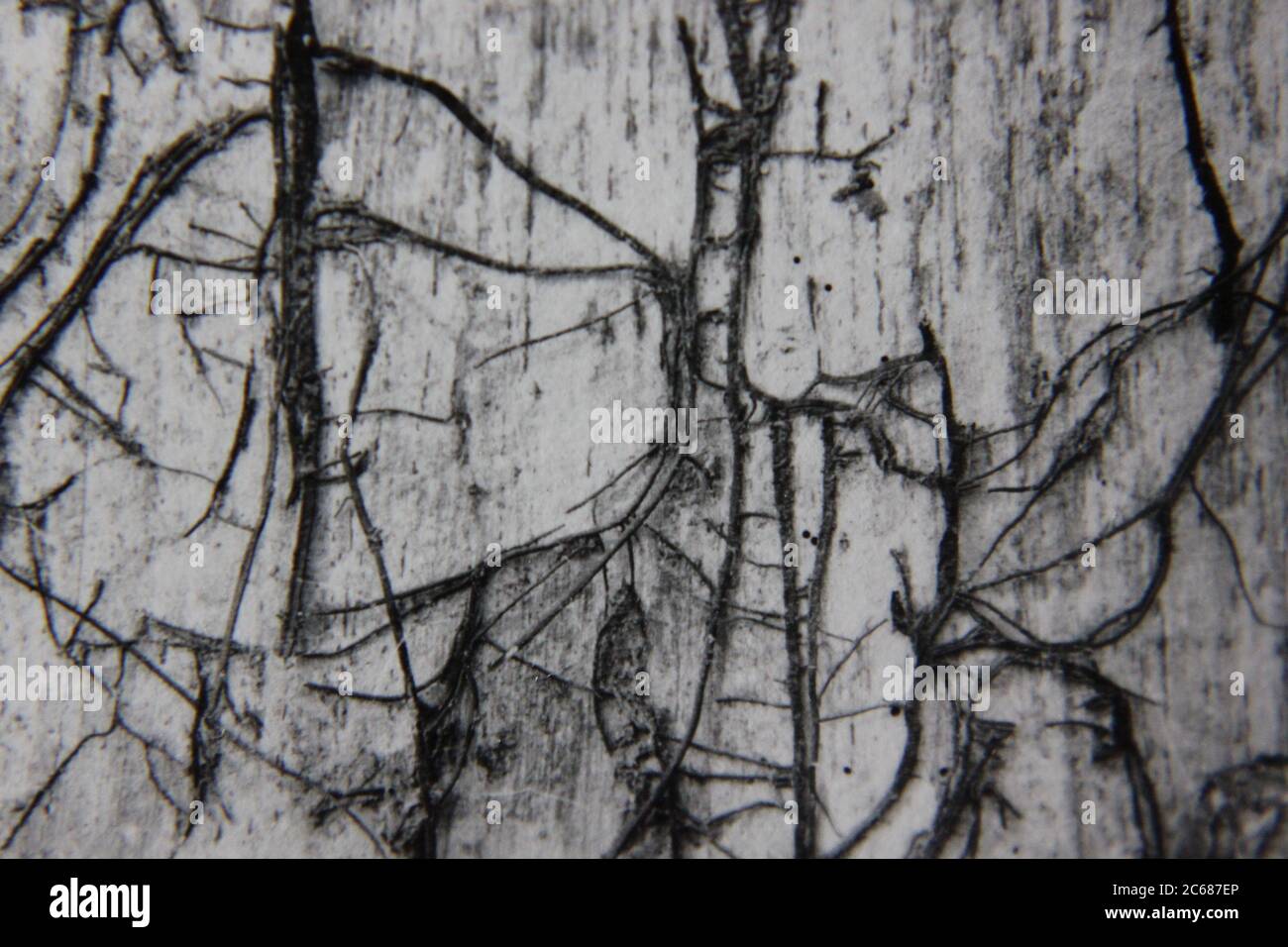 Fotografía de estilo de vida en blanco y negro de la época de los 70 de un patrón natural se convirtió en una idea y noción abstractas. Foto de stock