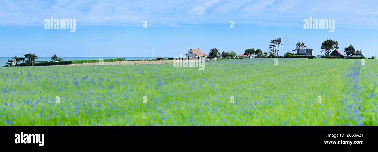 No urbano escena de campo lleno de flores azules en Saint Aubin sur Mer, Sena Marítimo, Normandía, Francia Foto de stock