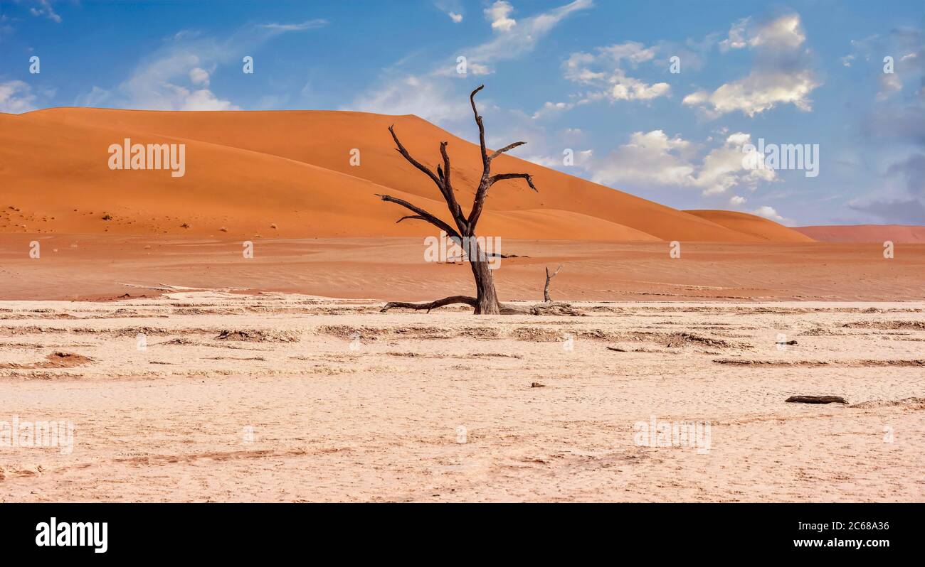 Un esqueleto de árbol antiguo en una cacerola de arcilla, con un fondo de grandes dunas de arena roja en el desierto de Namib en Deadvlei, Namibia. Foto de stock