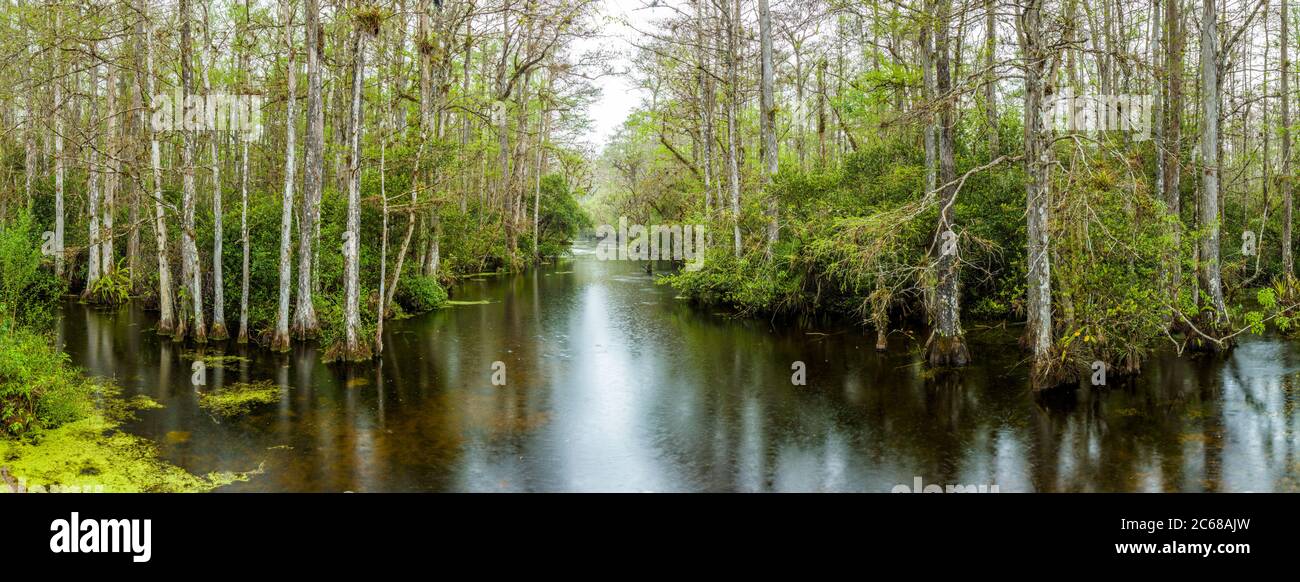 Pantano en Big Cypress National Preserve, Florida, EE.UU Foto de stock